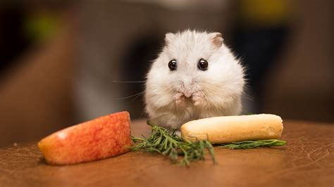 hamster.ckm|Adopting, Fostering or Surrendering a Hamster .